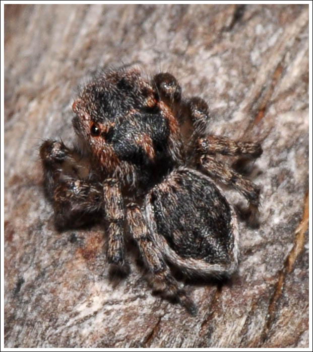 Possibly Maratus plumosus female.
