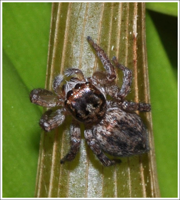 Servaea sp.
