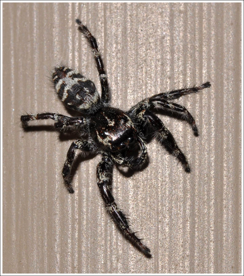 Sandalodes superbus
