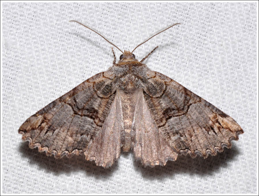  Nisista notodontaria
