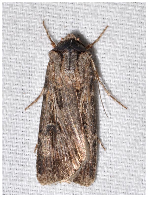 Noctuidae
