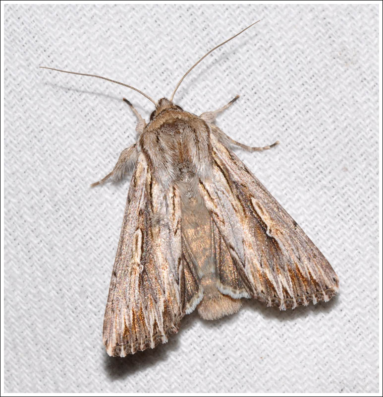 Noctuidae
