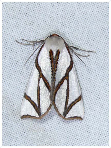 Thalaina clara.
Geometridae.
Ennominae
