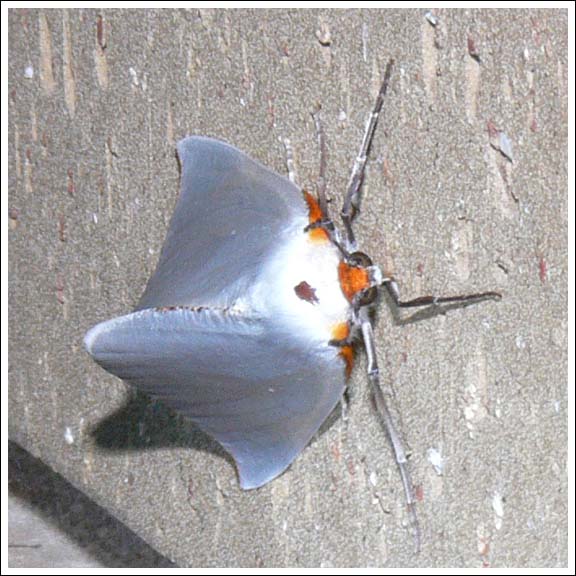 Thalaina selenaea.
Geometridae.
Ennominae
