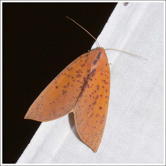 Plesanemma fucata.
Geometridae.
