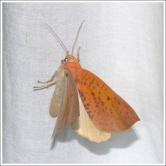 Plesanemma fucata.
Geometridae.
