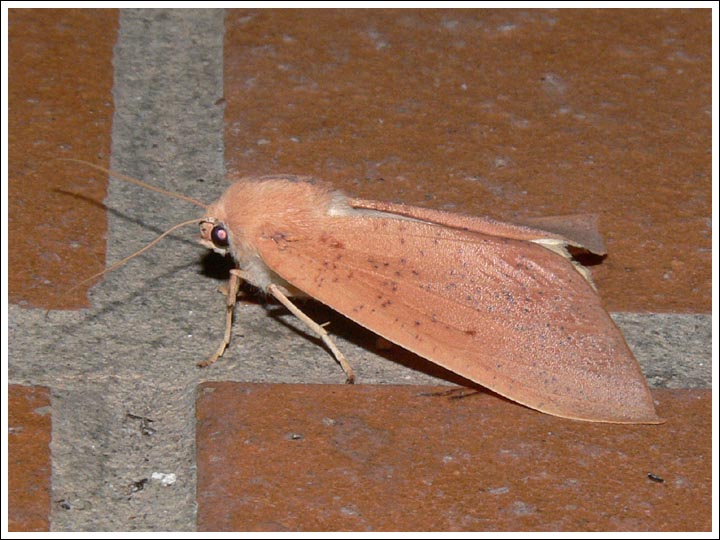 Plesanemma fucata.
Geometridae.
