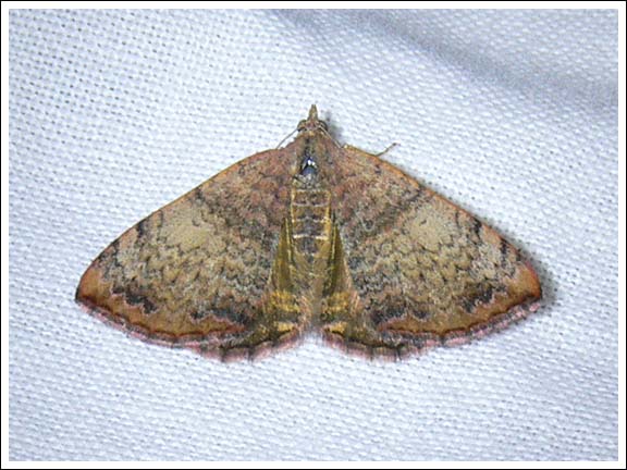 Chrysolarentia mecynata.
Geometridae.
