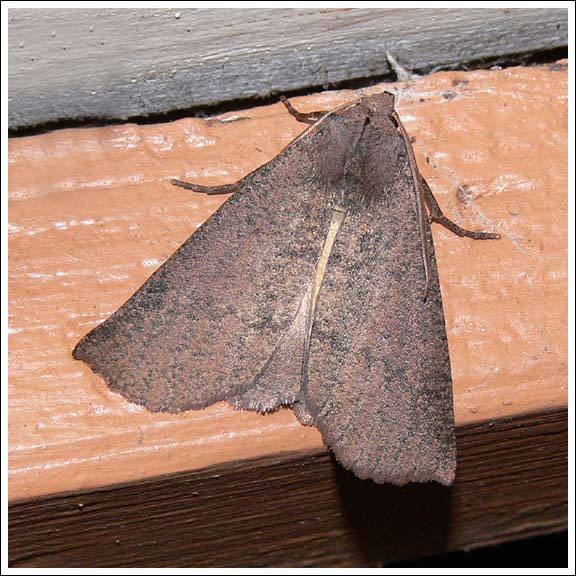 Fisera eribola.
Geometridae.
