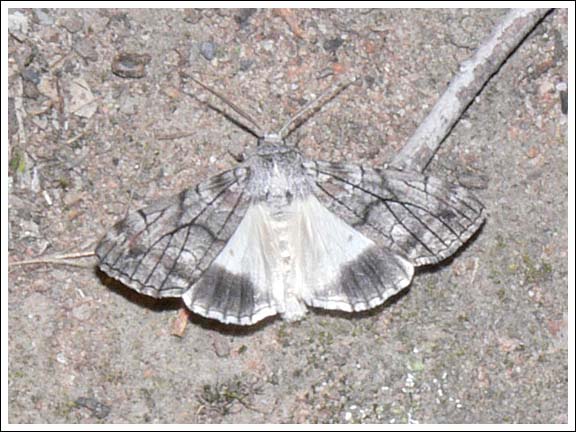 Stibaroma melanotoxa.
Geometridae
Ennominae

