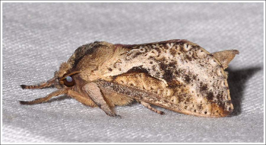 Elhamma australasiae.
Male.
Hepialidae.
