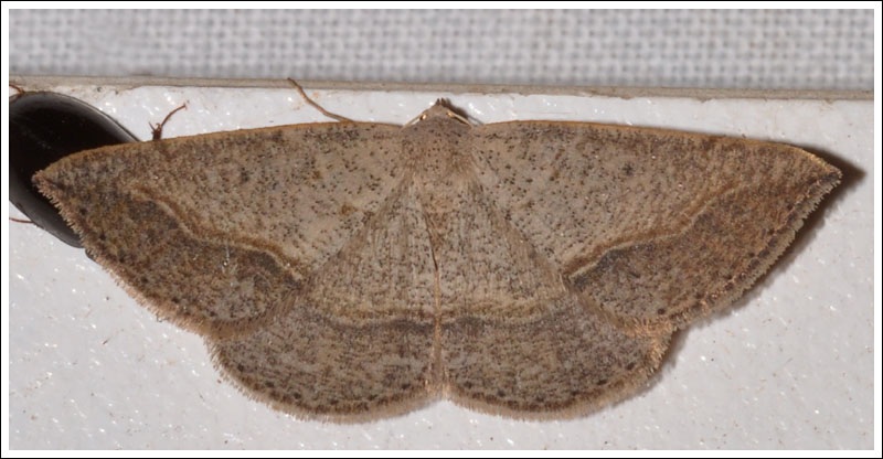 Taxeotis perlinearia.
Geometridae.
