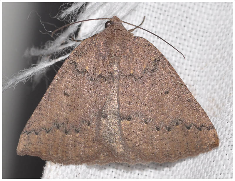 Amelora group.
Geometridae.
