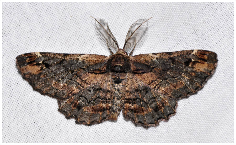 Pholodes sinistraria
Geometridae
Ennominae
