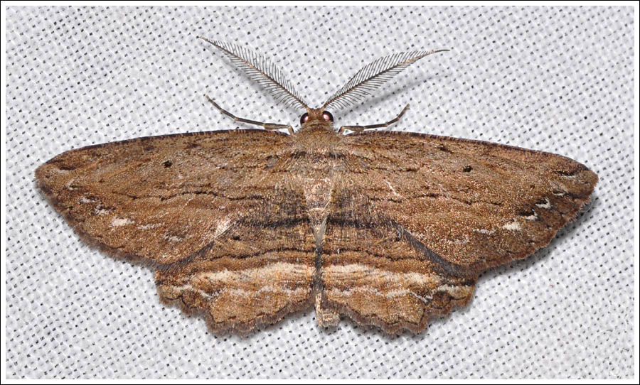 (Selidosema) agoraea
Geometridae
Ennominae
