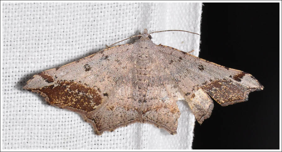 Dissomorphia australiaria
Geometridae
Ennominae
