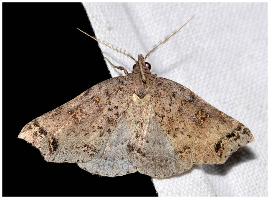 Lithilaria proestans
The Sculpted Bone Moth
Herminiidae
