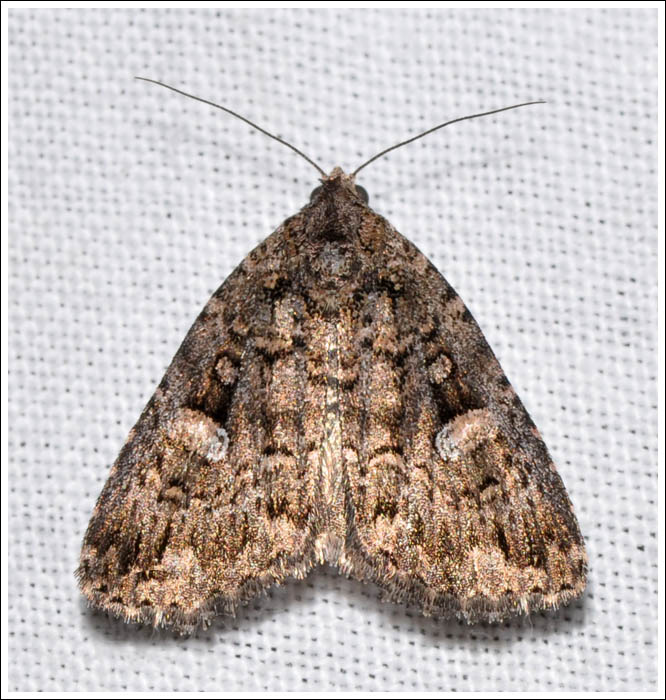 Condica aroana
Noctuidae
Amphipyrinae
