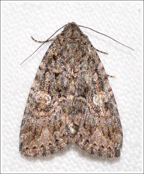 Noctuidae
