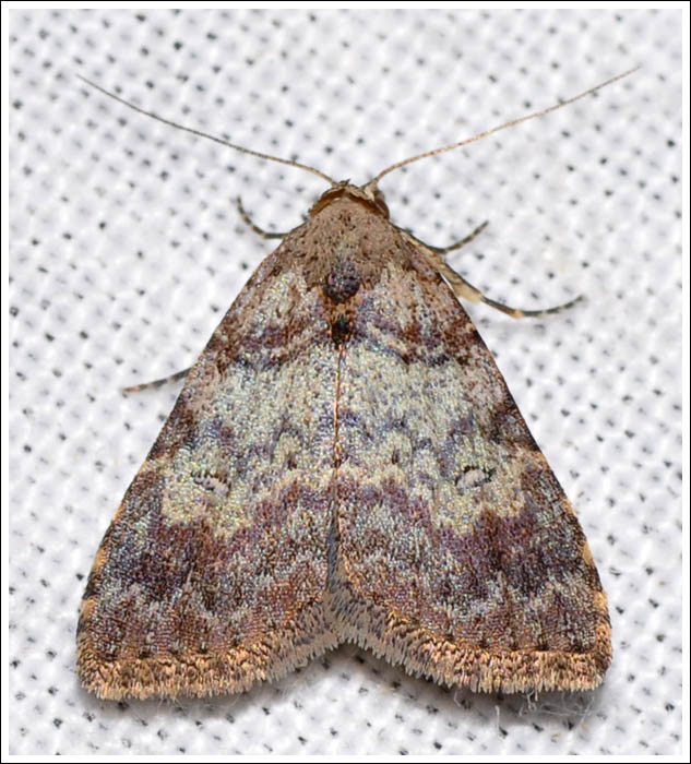 Noctuidae
