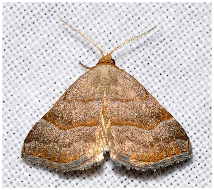 Meranda susialis
Noctuidae
Catocalinae

