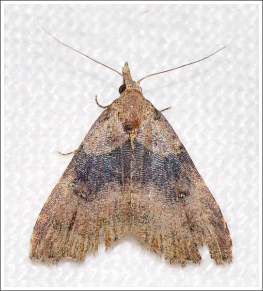 Alapadna pauropis.
Noctuidae
Catocalinae
