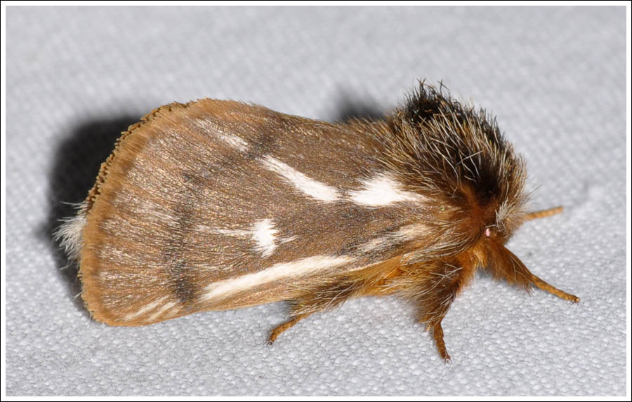 Ochrogaster lunifer
Notodontidae
Processionary Moth
