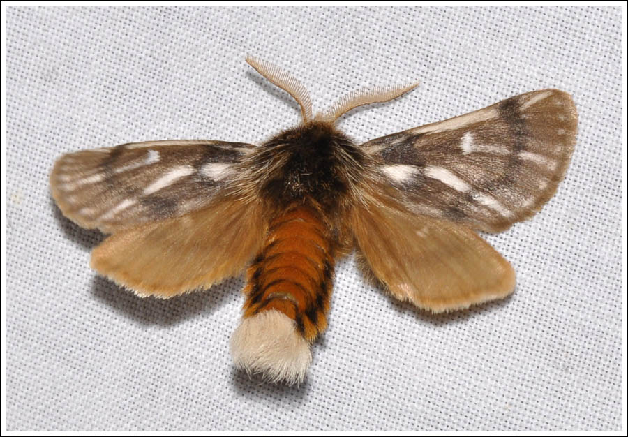 Ochrogaster lunifer
Notodontidae
Processionary Moth
