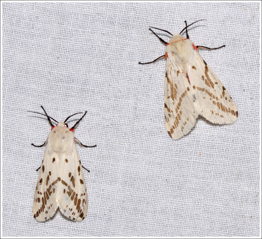 Spilosoma canescens
Arctiidae
Arctiinae
