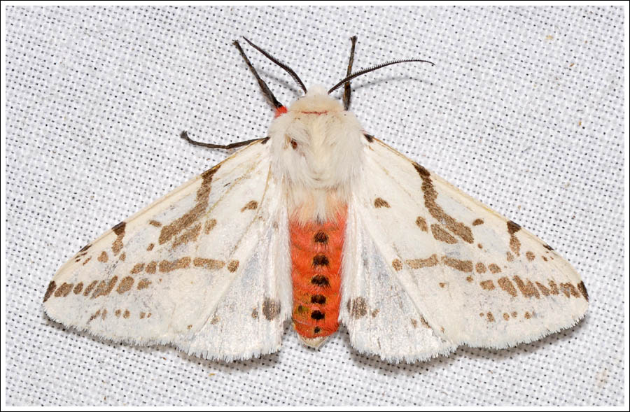 Spilosoma canescens
Arctiidae
Arctiinae
