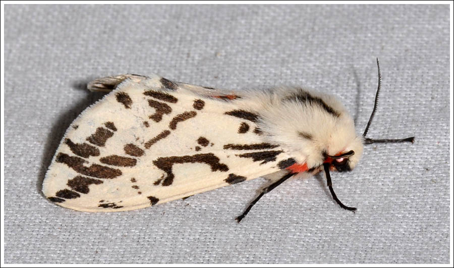 Spilosoma canescens
Arctiidae
Arctiinae
