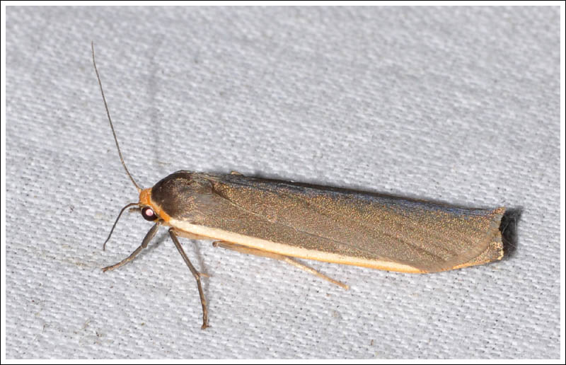 Palaeosia bicosta
Two-ribbed Footman
Arctiidae
Lithosiinae
