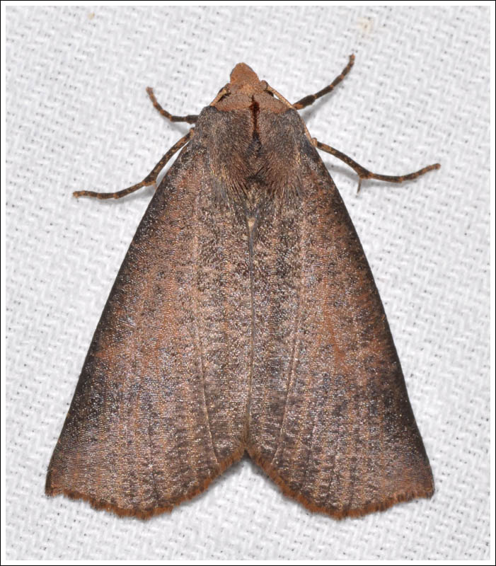 Paralaea porphyrinaria
Geometridae
Ennominae
