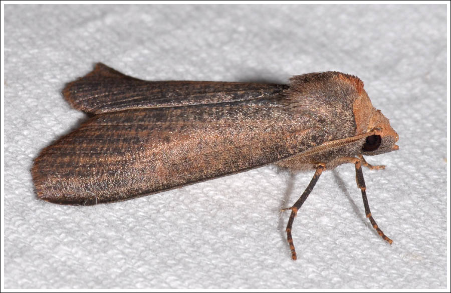 Paralaea porphyrinaria
Geometridae
Ennominae
