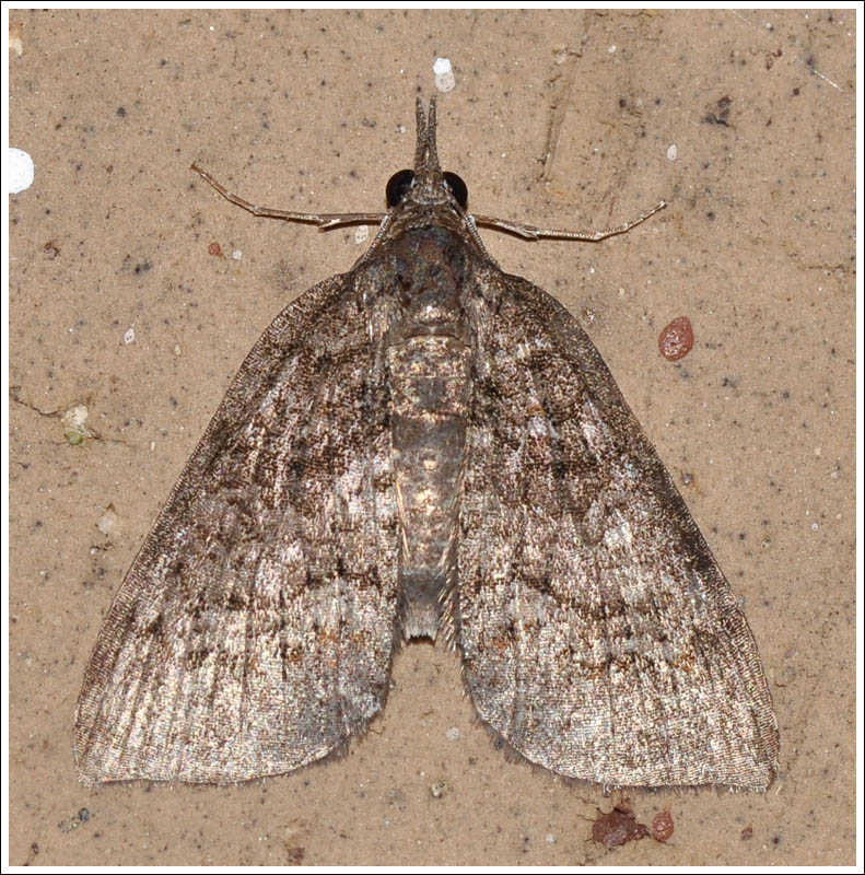 Microdes species
Geometridae
Larentiinae
