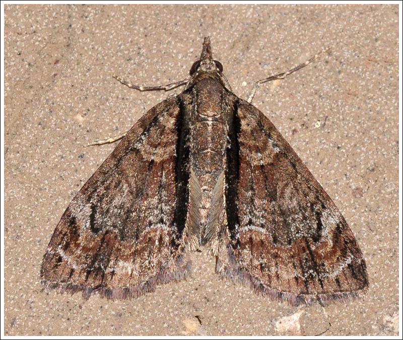 Microdes oriochares
Geometridae
Larentiinae
