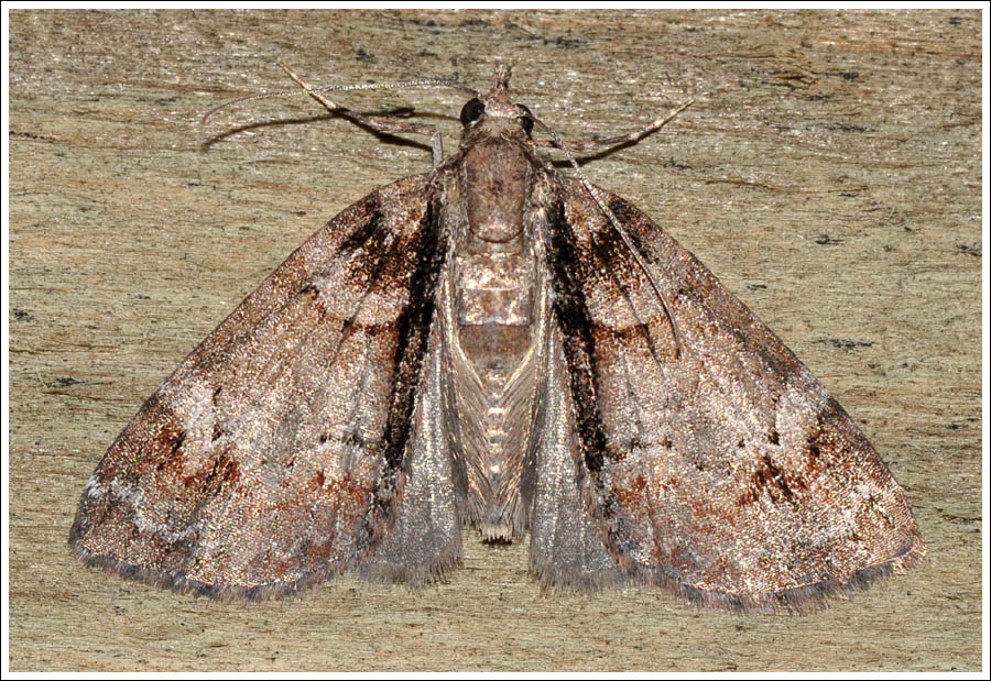Microdes oriochares
Geometridae
Larentiinae
