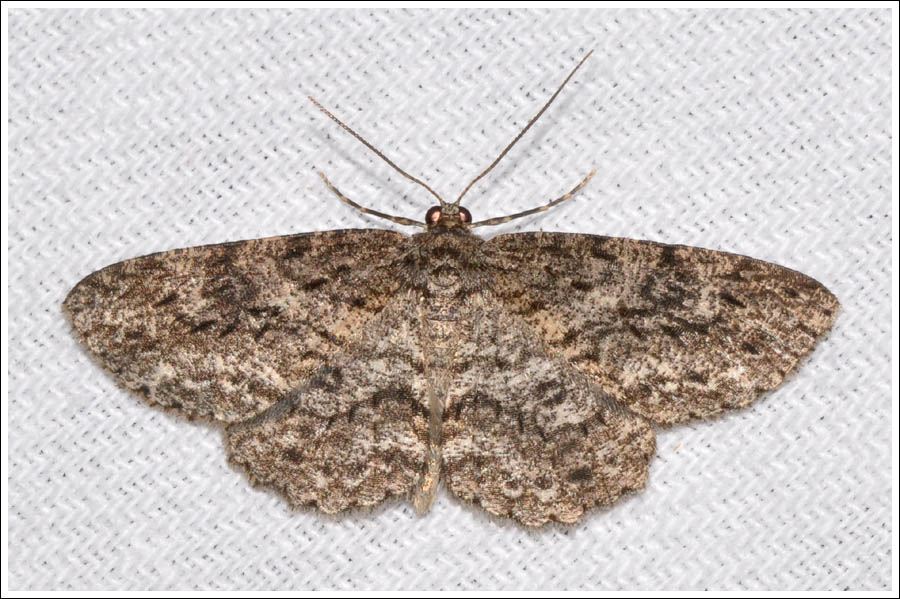Ectropis fractaria
Geometridae
Ennominae
