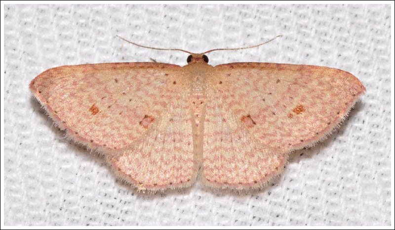 Epicyme rubropunctaria
Geometridae
Larentiinae
