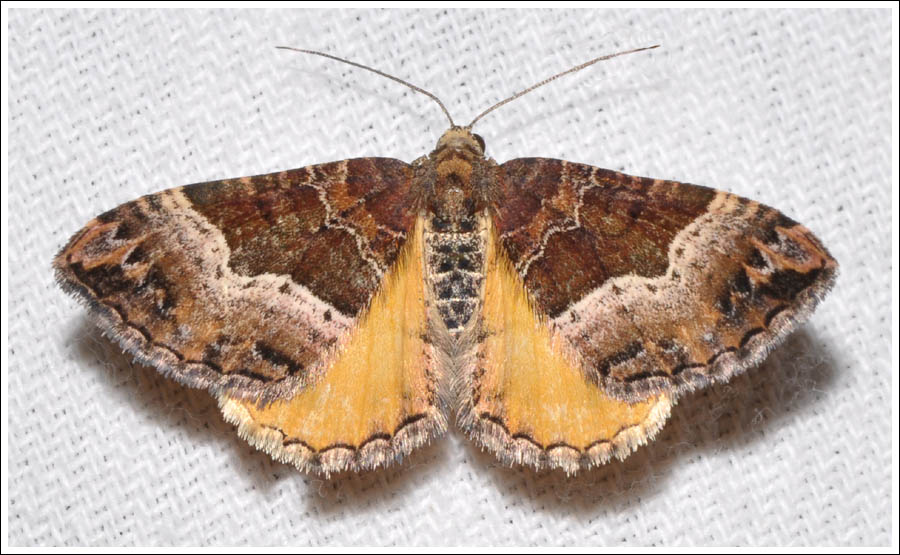 Chrysolarentia lucidulata
Geometridae
Larentiinae
