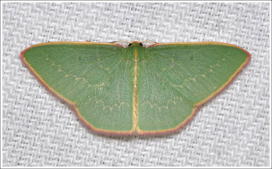 Chlorocoma dichloraria
Geometridae
Geometrinae
