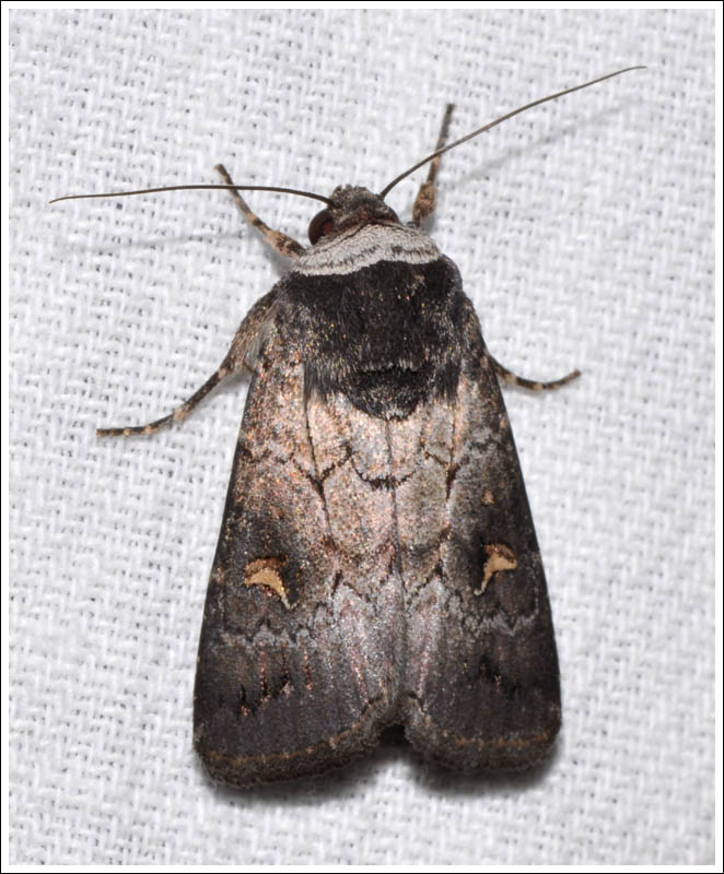 Proteuxoa restituta
Noctuidae
Amphipyrinae
