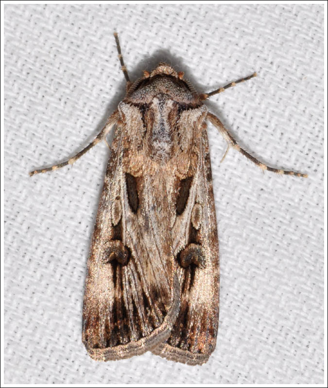 Agrotis species
Noctuidae
Noctuinae
