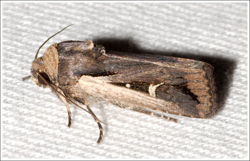 Proteuxoa tortisigna
Noctuidae
Amphipyrinae
