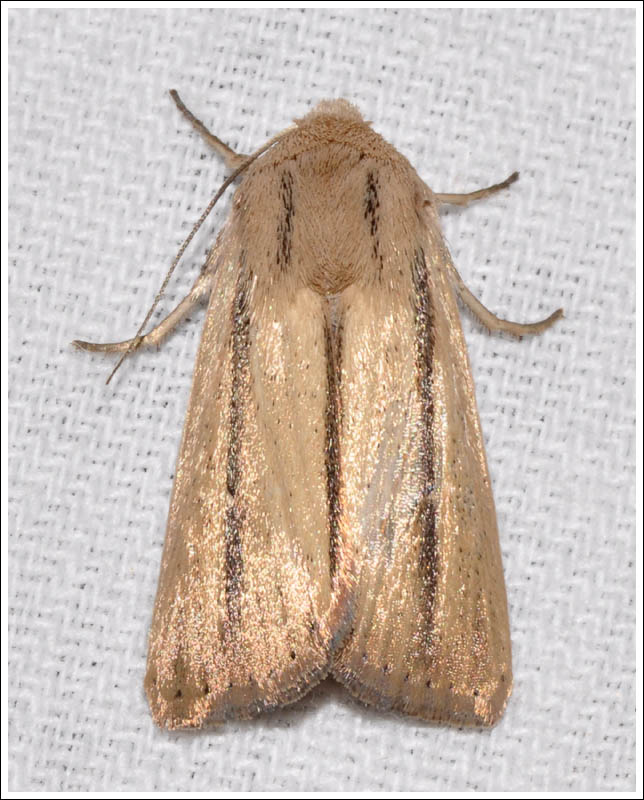 Leucania diatrecta
Noctuidae
Hadeninae
