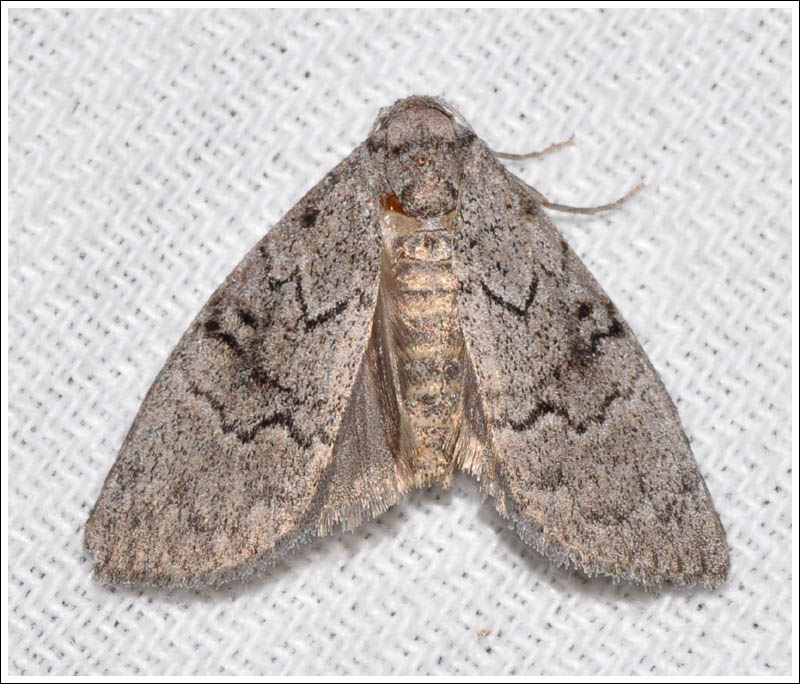 Uraba lugens
Nolidae
Nolinae
