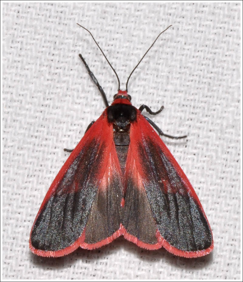 Scoliacma bicolora
Red Footman
Arctiidae
Lithosiinae

