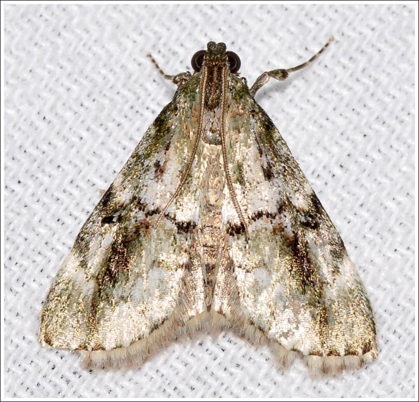 ?Salma species
Pyralidae

