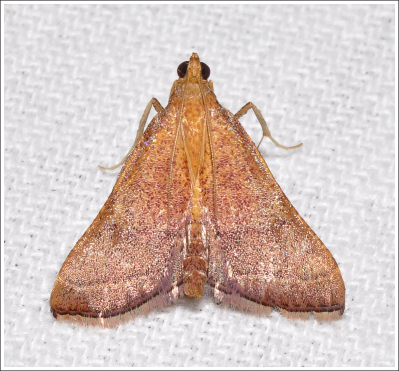 Endotricha pyrosalis
Pyralidae
Pyralinae
