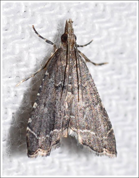 Crambidae.
